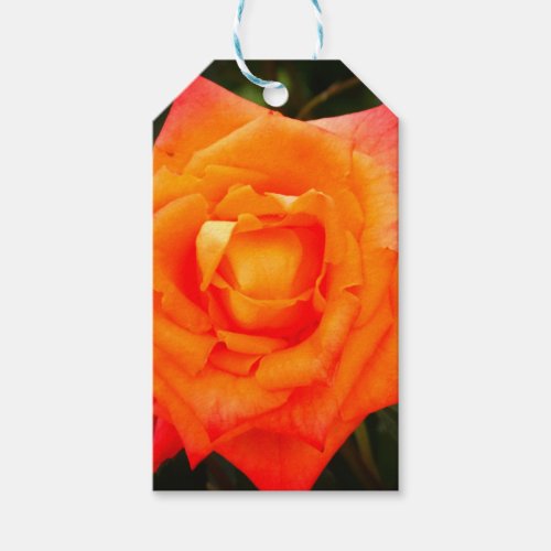 Orange Rose photo Gift Tag