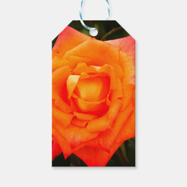 Orange Rose photo Gift Tag (Front)