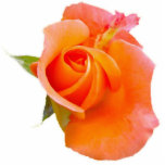 Orange Rose Photo Sculpture Ornament<br><div class="desc">Nice,  bold and simple...  Could be made into pin,  magnet,  key chain or ornament (select an option).</div>