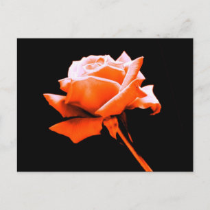 Orange Rose Postcard