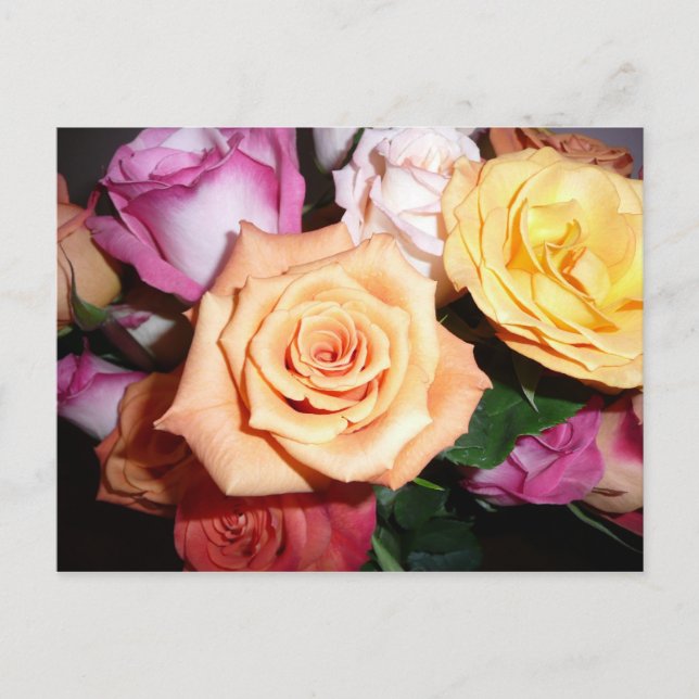 Orange Rose Postcard (Front)