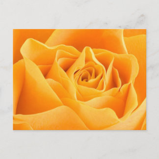 Orange Rose Postcard