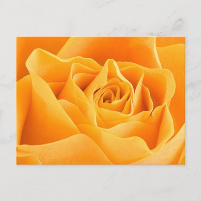 Orange Rose Postcard (Front)