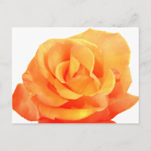Orange Rose Postcard