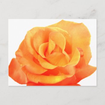 Orange Rose Postcard by ChristyWyoming at Zazzle