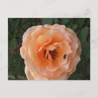 Orange Rose Postcard