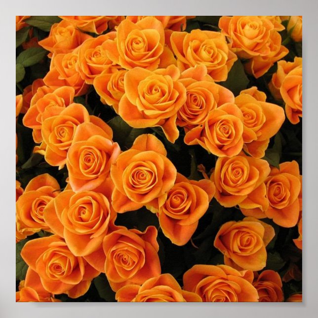 Orange Rose Poster (Front)