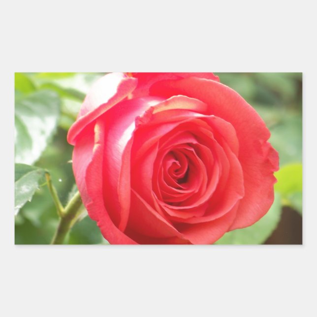 Orange Rose Rectangular Sticker (Front)