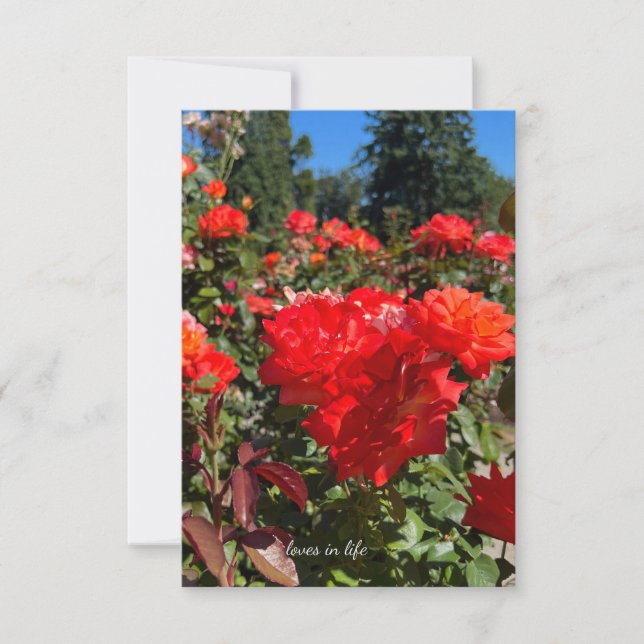 Orange Roses, Blue Sky Note Card (Front)