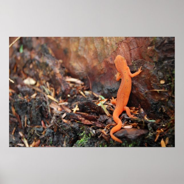 Orange Salamander Poster (Front)