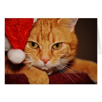 Orange Santa Kitty: Merry Christmas from the Cat Card