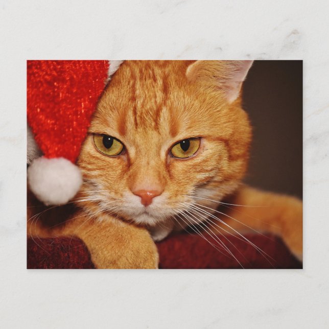 Orange Santa Kitty: Merry Christmas from the Cat Holiday Postcard (Front)