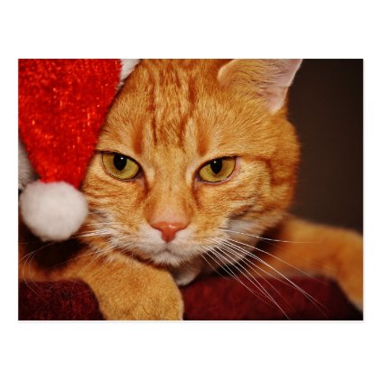 Orange Santa Kitty: Merry Christmas from the Cat Postcard