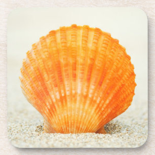 Orange Scallop Shell Standing Upright In Sand Beverage Coaster