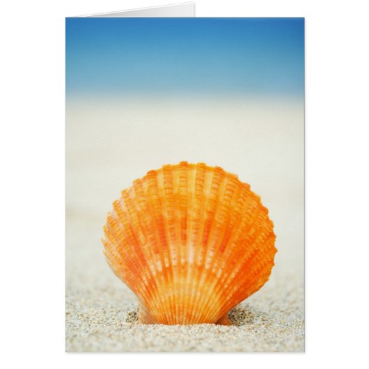 Orange Scallop Shell Standing Upright In Sand Cards (Front)