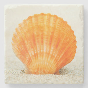 Orange Scallop Shell Standing Upright In Sand Stone Coaster