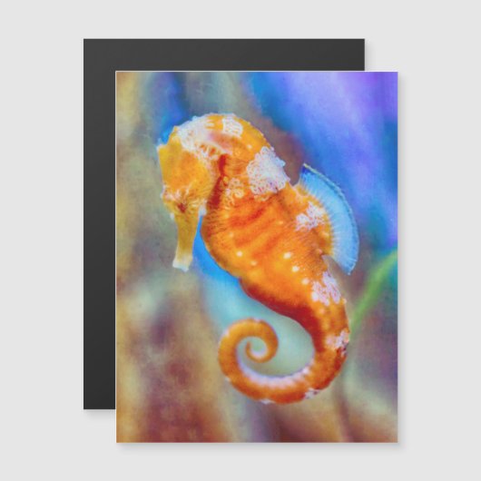 Orange Seahorse delight (Front/Back)