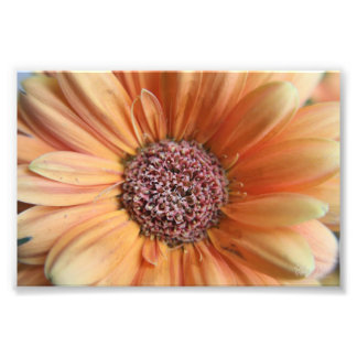 Orange Sherbet Daisy Photo Print