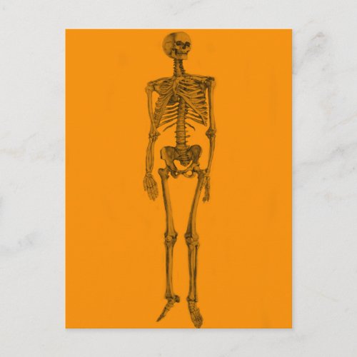 Orange Skeleton Skull Postcard
