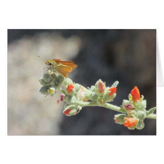 Orange Skipperling Butterfly Cards (Front Horizontal)