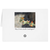 Orange Skipperling Butterfly Cards (Back Horizontal)