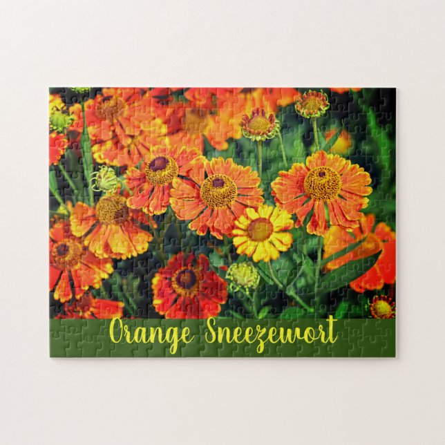 Orange Sneezeweed Helenium Garden Flowers Jigsaw Puzzle (Horizontal)