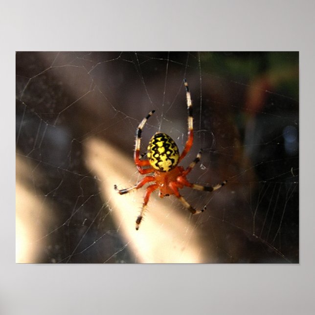 Orange Spider in Web Poster (Front)