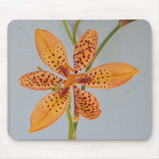 Orange spotted Iris called a  Blackberry lily Mouse Pad (Front)