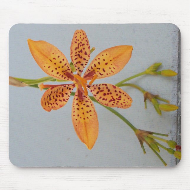 Orange spotted Iris called a  Blackberry lily Mouse Pad (Front)