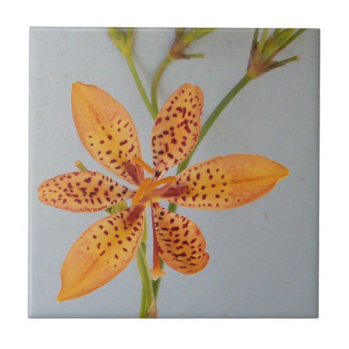 Orange spotted Iris called a  Blackberry lily Tile