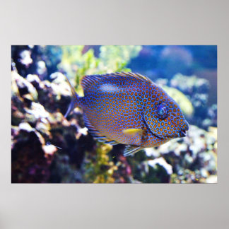 Orange Spotted Rabbit Fish Poster