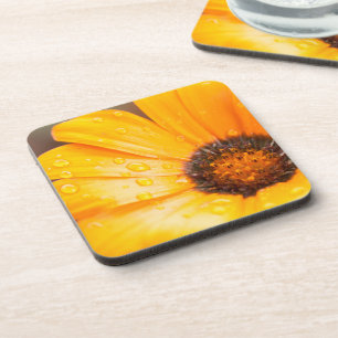 Orange Spring Flash African Daisy Close Up Photo Beverage Coaster