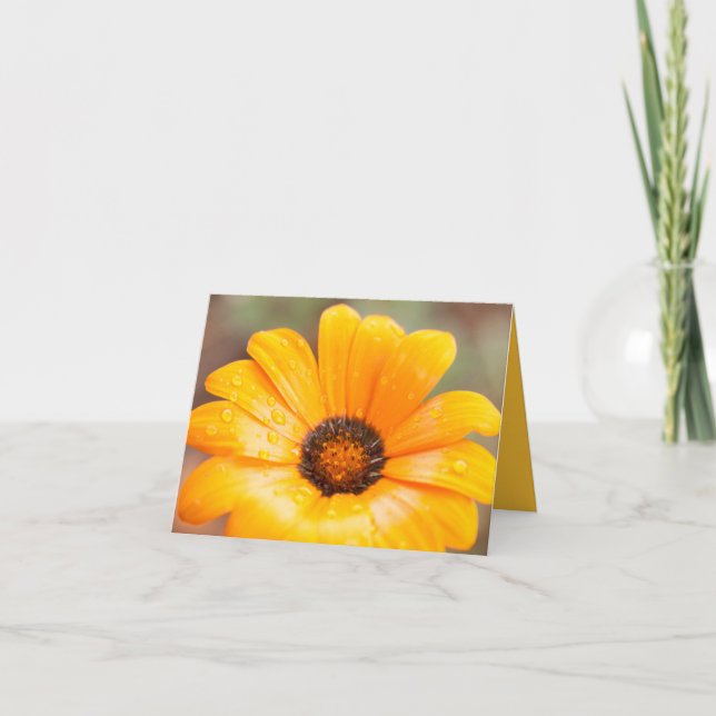 Orange Spring Flash African Daisy Close Up Photo Card (Front)