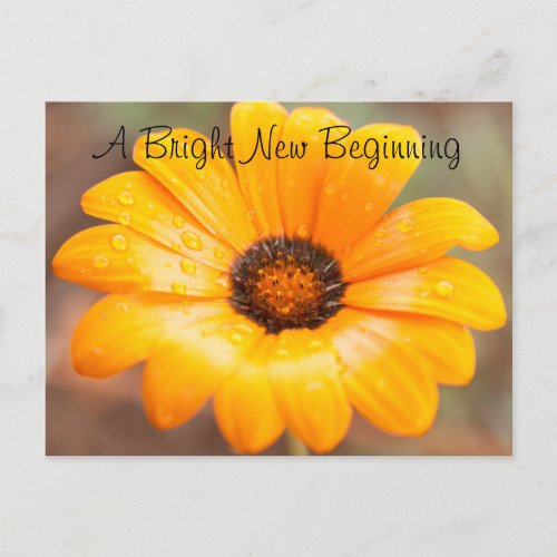 Orange Spring Flash Daisy Close_Up Photo Custom Postcard