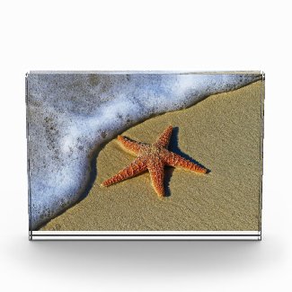 Orange starfish at the beach 