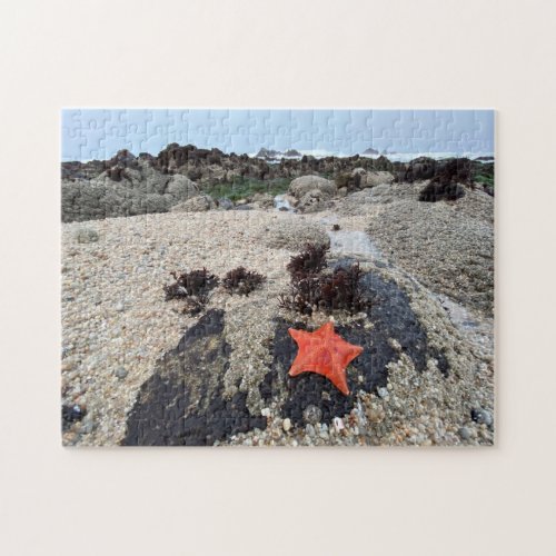 Orange Starfish in Pacific Grove California Jigsaw Puzzle