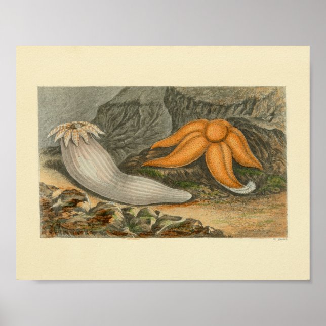 Orange Starfish Marine Life Art Print (Front)