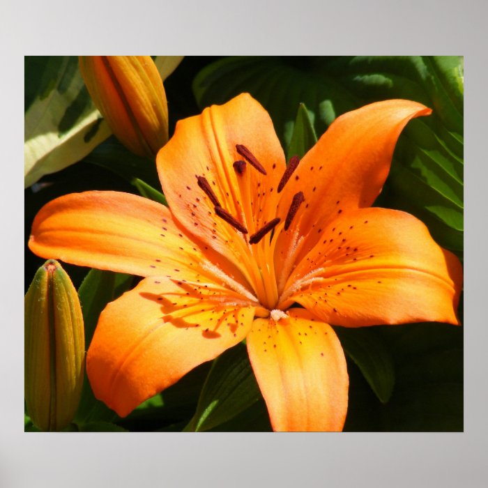 Orange Stargazer Lilies Poster