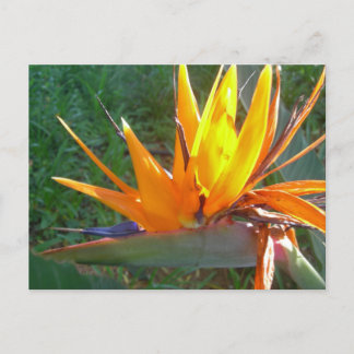 Orange Strelitzia Flower DIY Postcard