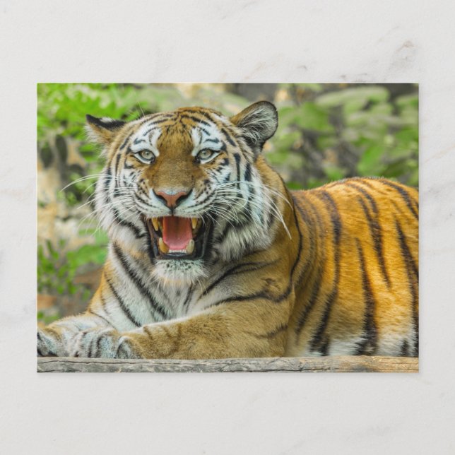 Orange Striped Tiger Postcard (Front)