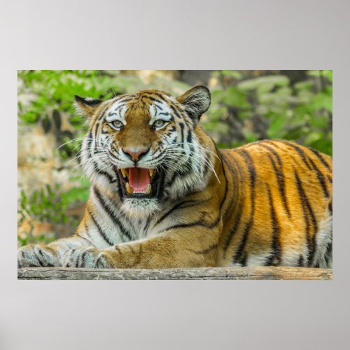 Orange Striped Tiger  Poster