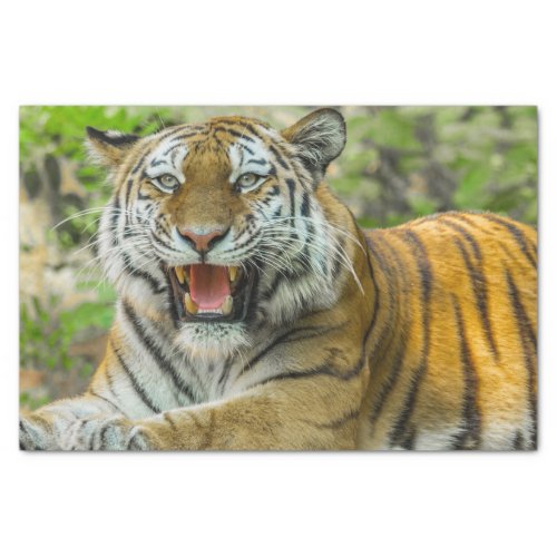 Orange Striped Tiger  Tissue Paper