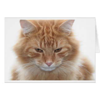 Orange Stripped Tabby Cat Cards