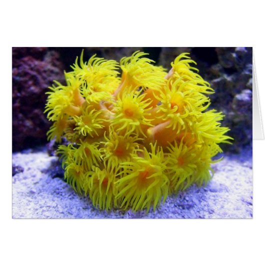 Orange Sun Coral (Front Horizontal)