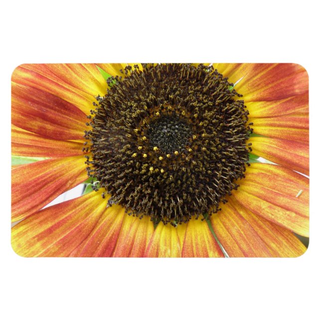 Orange Sunflower Premium Magnet (Horizontal)