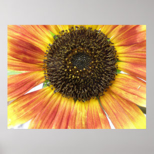 Orange Sunflower Print