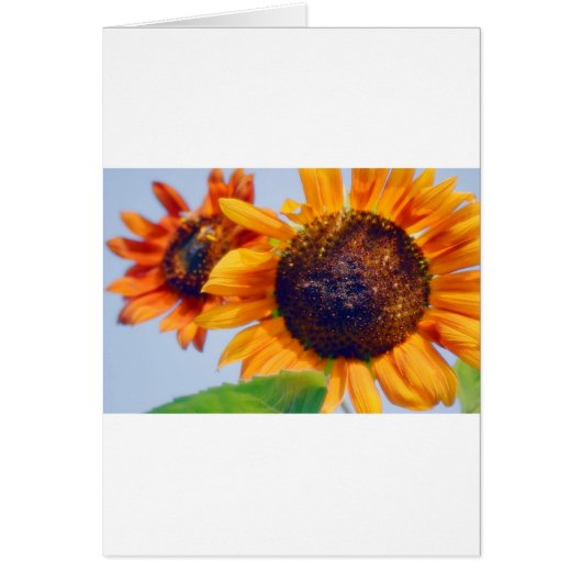 Orange Sunflowers Cards (Front)