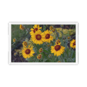 Orange Sunflowers, Flower Photography Acrylic Tray