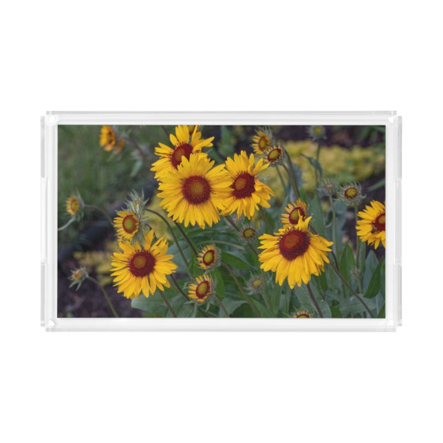 Orange Sunflowers, Flower Photography Acrylic Tray (Front)