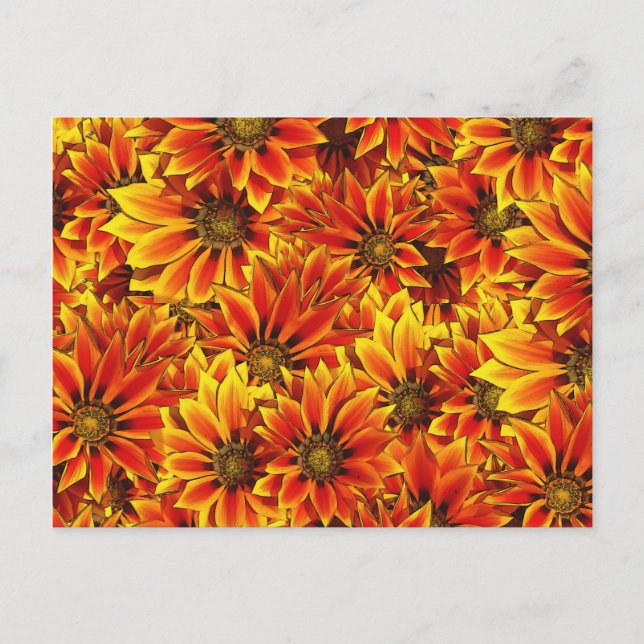 Orange Sunflowers Postcard (Front)